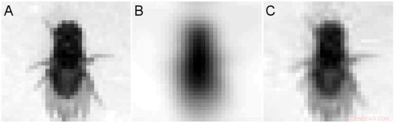 Scientists Build a Synthetic Fruit Fly Brain That Can Identify Individuals