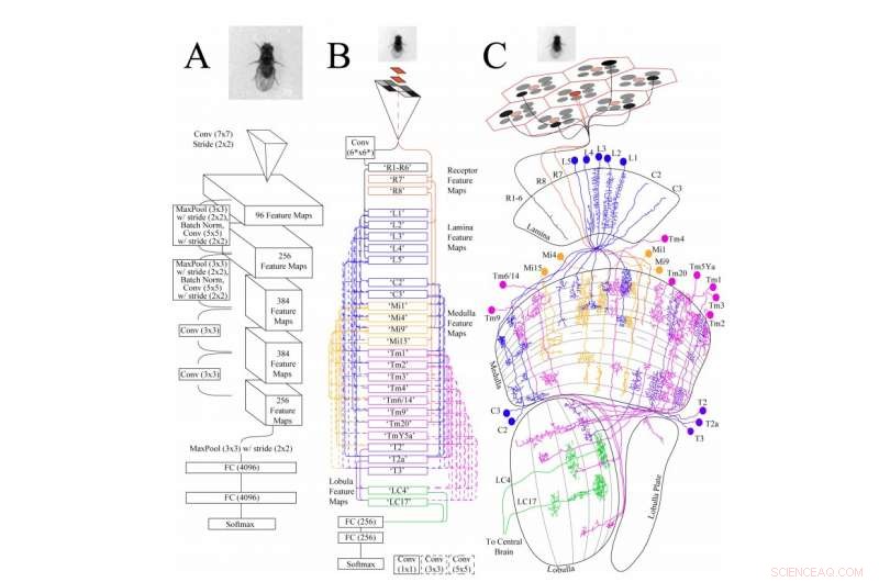 Scientists Build a Synthetic Fruit Fly Brain That Can Identify Individuals