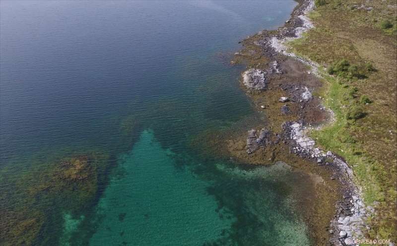 High-Resolution Drone Imaging Maps Seaweed in Tidal Zones