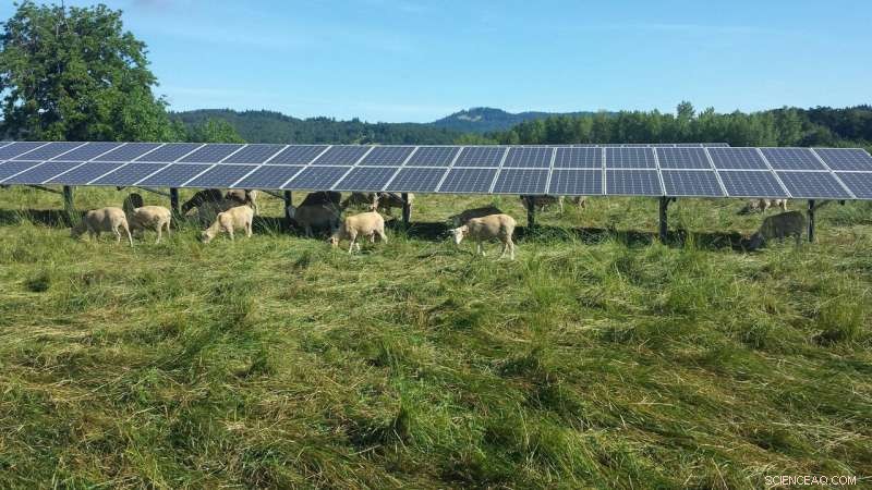 Solar Panels Boost Dry Farmland Yield, Oregon State Study Reveals