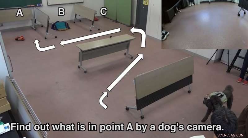 Researchers Develop Light‑Guided Vest to Direct Dogs  Paths