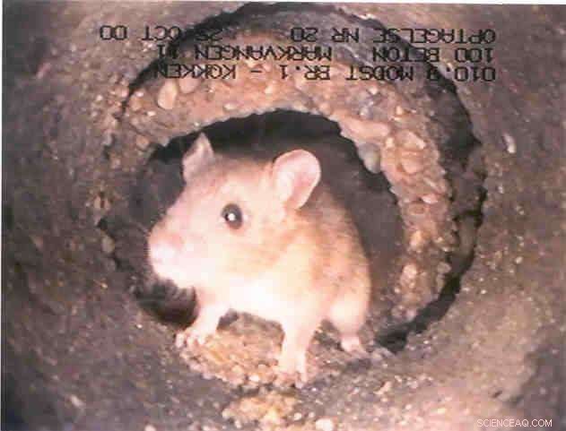 Sewer Robots Set to Save Millions for Society