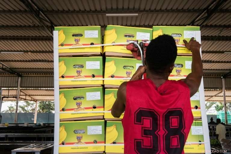 Bananas: Angola s Green Fuel to Reduce Oil Dependence