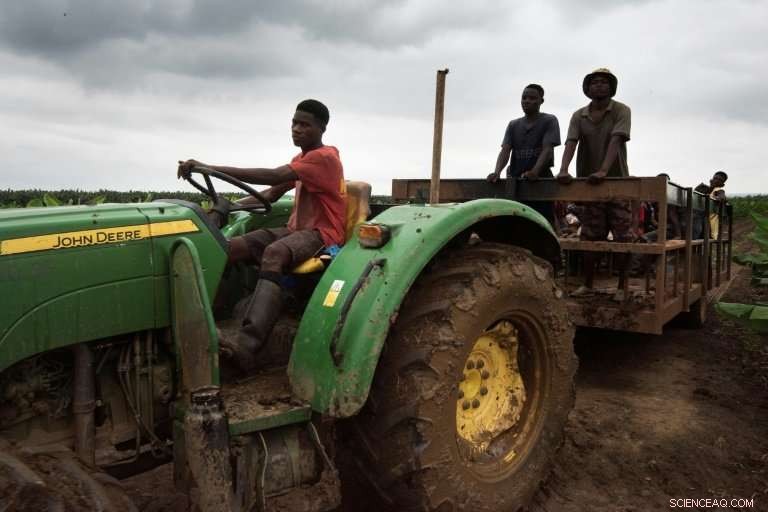 Bananas: Angola s Green Fuel to Reduce Oil Dependence