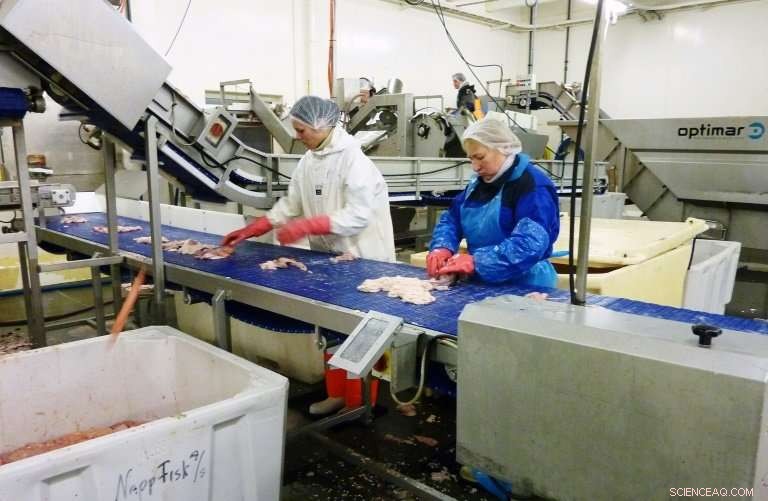 Using Dead Fish to Power Norwegian Cruise Liners: A Sustainable Energy Innovation