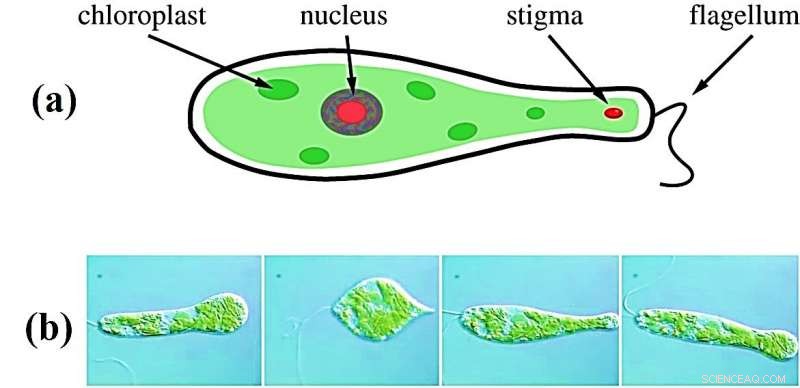 EuMoBot: Soft Robotics Inspired by Euglenoid Motion