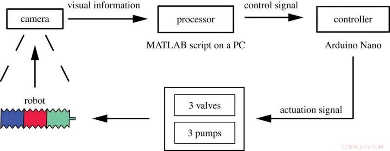 EuMoBot: Soft Robotics Inspired by Euglenoid Motion