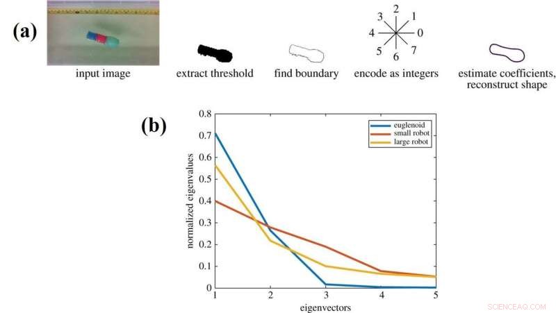 EuMoBot: Soft Robotics Inspired by Euglenoid Motion