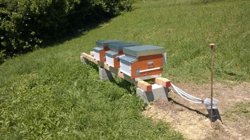 Leveraging Machine Learning to Detect Beehive Health via Audio Analysis