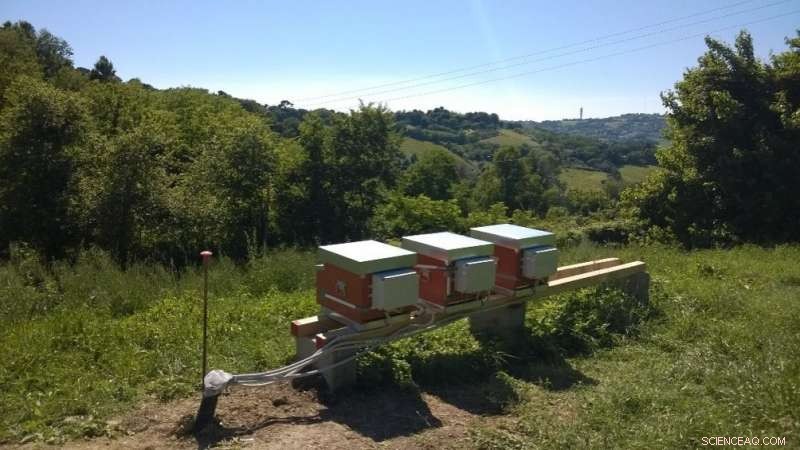 Leveraging Machine Learning to Detect Beehive Health via Audio Analysis