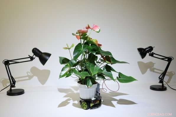 MIT Lab Builds Plant-Cyborg That Moves Toward Brighter Light