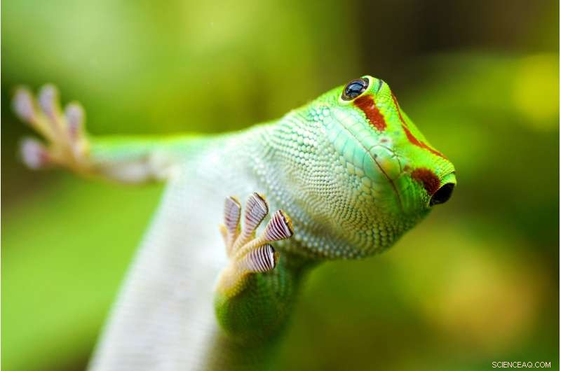 Scientists Capture Geckos Running Across Water to Reveal Their Secret Mechanics