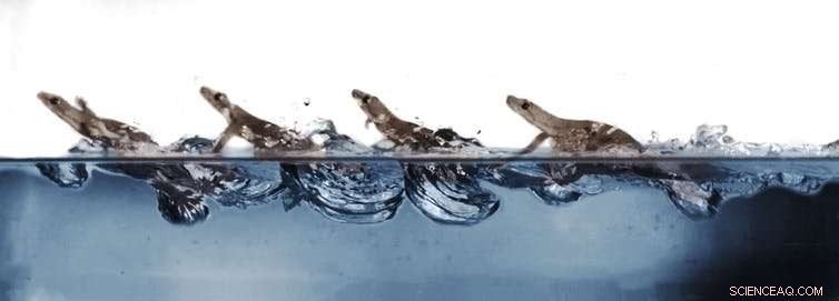 Scientists Capture Geckos Running Across Water to Reveal Their Secret Mechanics