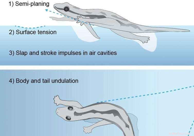 Scientists Capture Geckos Running Across Water to Reveal Their Secret Mechanics