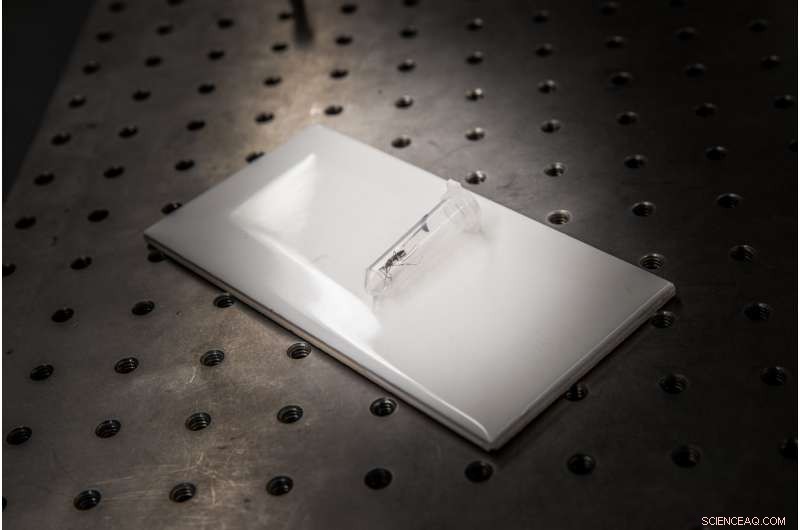 New Study Illuminates Mosquitoes  Role in Disease Transmission