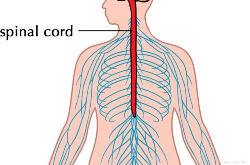 Advanced Digital Networks Mirror the Human Nervous System: Insights and Applications