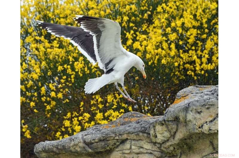 Dynamic Stall at High Speeds: Insights for Aviation Performance