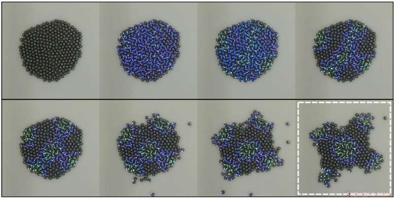 Engineering Complex Bio-Inspired Shapes with Hundreds of Miniature Robots