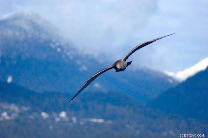 Researchers Reveal How Gulls Morph Wings for Steady Soaring