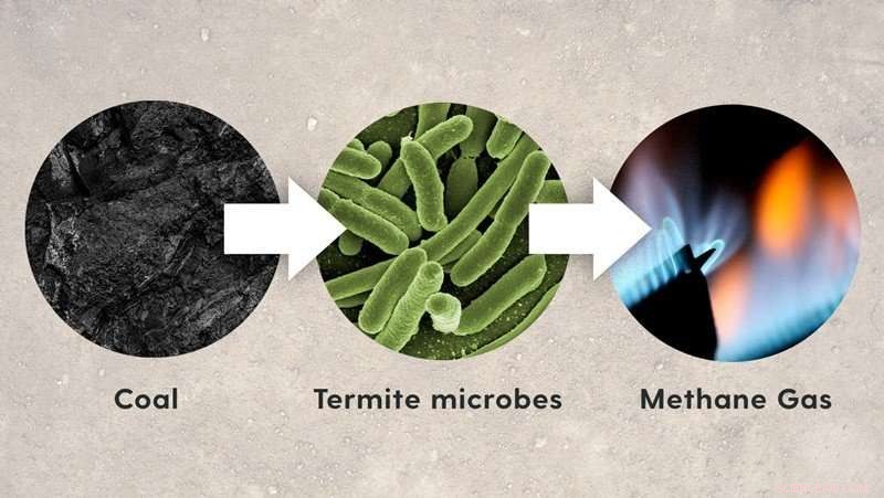 Termite Gut Microbes Unlock Clean Energy from Coal