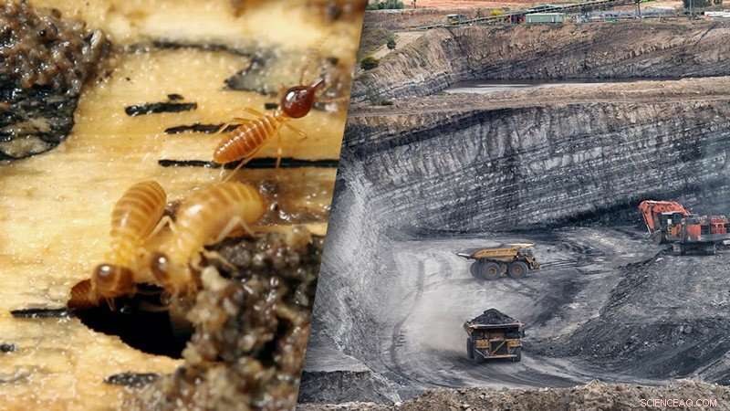 Termite Gut Microbes Unlock Clean Energy from Coal