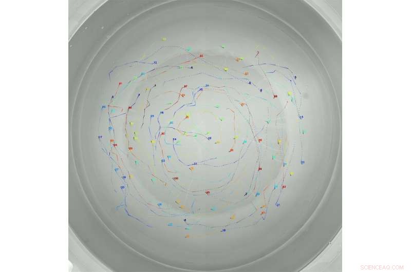 Locate George: AI Software Tracks Every Fish in Crowded Aquatic Environments