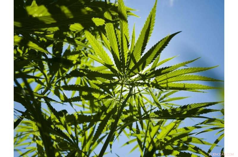 Bioconstruction: Expanding Beyond Hempcrete