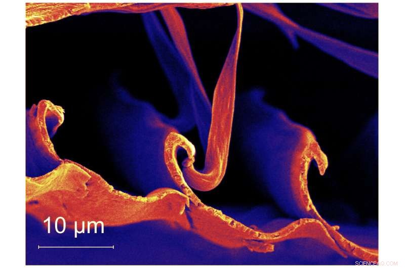 Engineers Unveil Feather-Inspired Design for Advanced Adhesives and Aerospace Materials