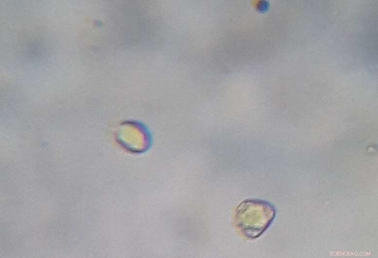 New AI‑Powered Technique Authenticates Honey, Detecting Counterfeits