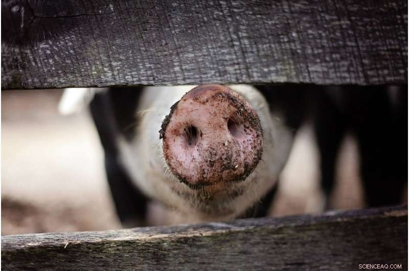 NCSU Researchers Develop Predictive Algorithm to Forecast PEDV Outbreaks on Pig Farms