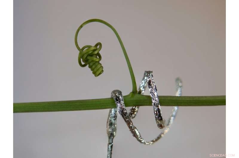First Tendril‑Inspired Soft Robot That Climbs Plants