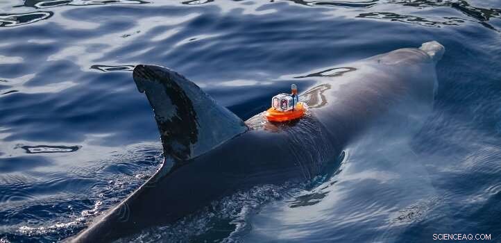 Advanced Salinity Sensor Tackles Salt Challenges in Marine Monitoring