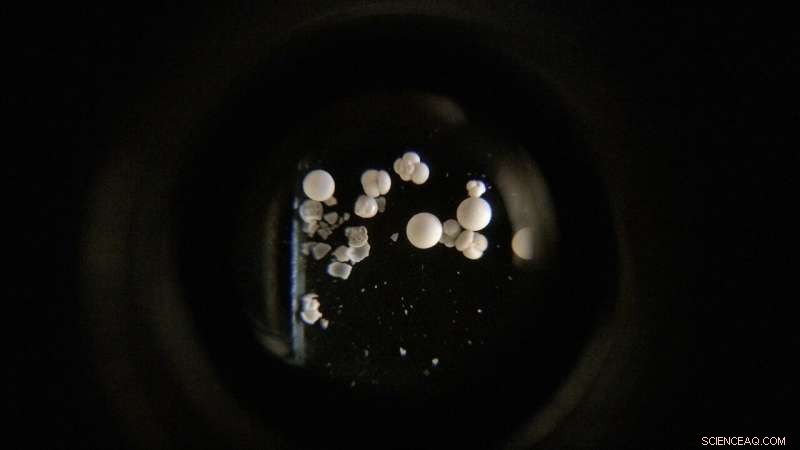 AI Enables Precise Identification of Microscopic Marine Organisms