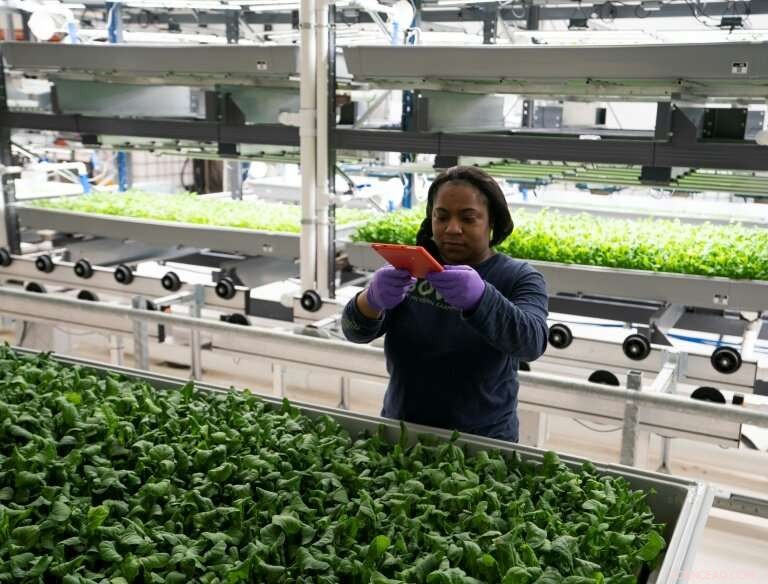 Technology Boosts Efficiency for New York Vertical Farmers