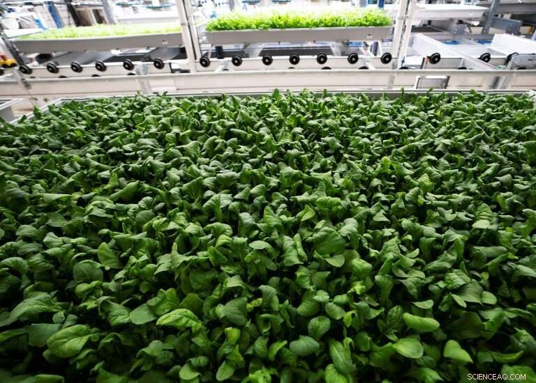 Technology Boosts Efficiency for New York Vertical Farmers