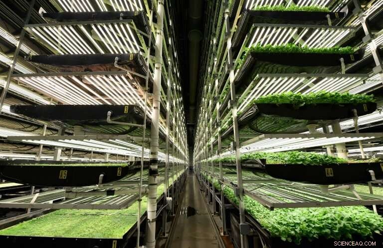 Technology Boosts Efficiency for New York Vertical Farmers