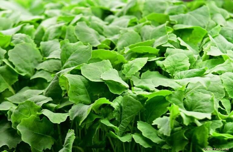 Technology Boosts Efficiency for New York Vertical Farmers