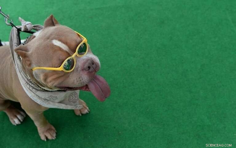 How Mobile Technology Is Revolutionizing Pet Care