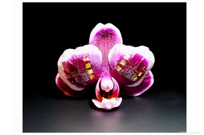 High‑Speed Flexible Ionic Transistors Power Next‑Gen Bioelectronic Devices