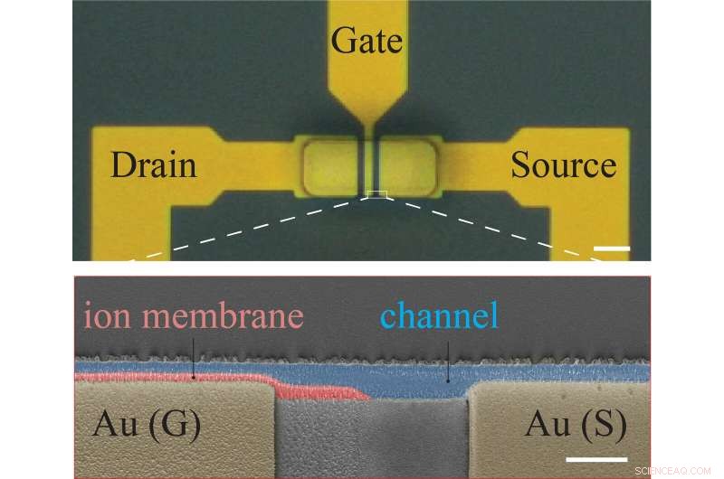 High‑Speed Flexible Ionic Transistors Power Next‑Gen Bioelectronic Devices