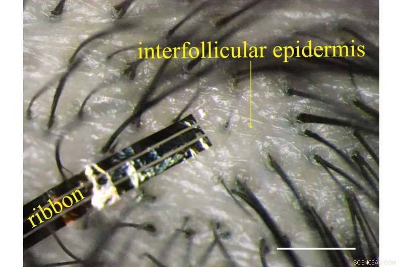 High‑Speed Flexible Ionic Transistors Power Next‑Gen Bioelectronic Devices