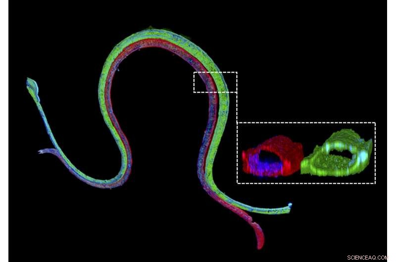 3D Bioprinted Vascularized Proximal Tubules Replicate Human Kidney Reabsorption