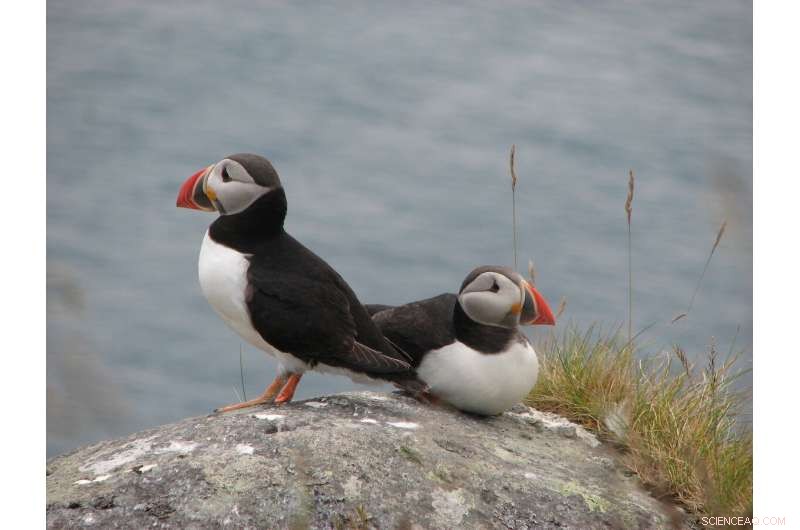 Smart AUVs Map Phytoplankton in 3‑D: Advancing Ocean Life Insights