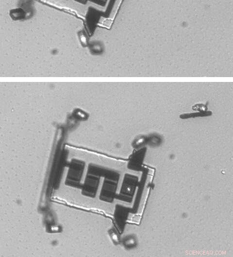 Cell‑Sized Micro‑Robots Pave Way for Unprecedented Exploration
