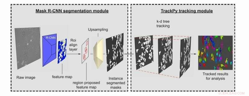 AI-Powered Tracking of Cell Migration Using Machine Learning