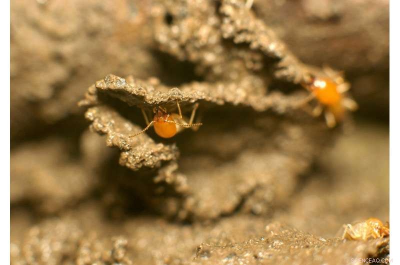 Future Cities Could Be Constructed by Robots Emulating Natural Systems