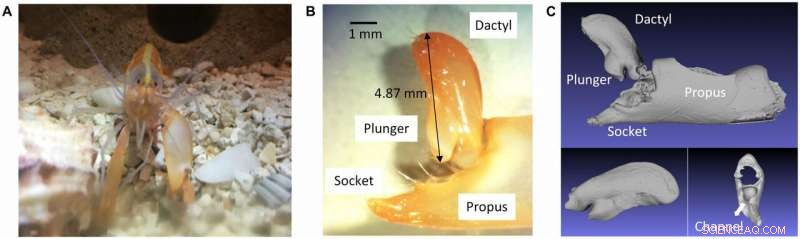 Engineers Harness Snapping Shrimp Mechanics to Generate Underwater Plasma