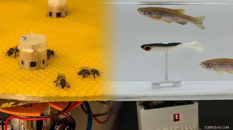 Robots Bridge Communication Between Bees and Fish, Enabling Inter-Species Interaction