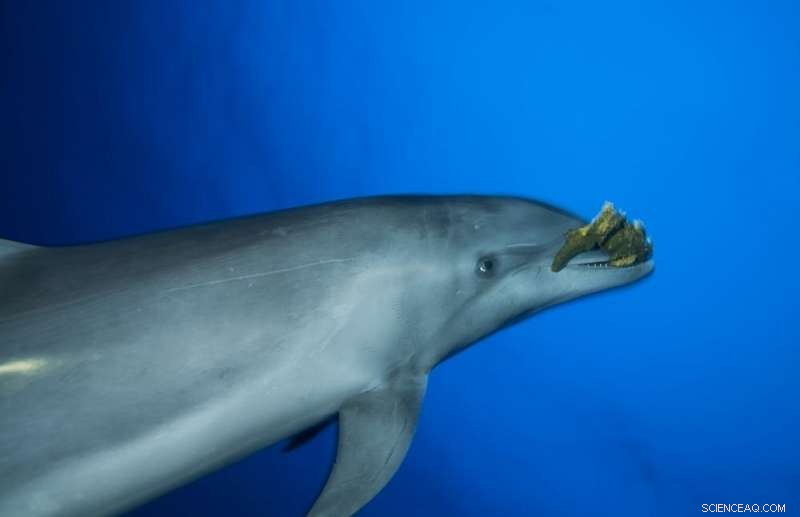 How Social Animals Inspire Next-Gen Robot Swarms