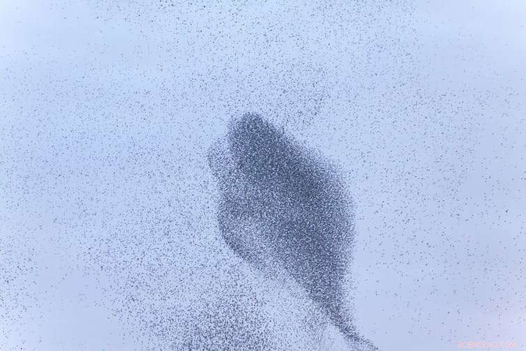 How Social Animals Inspire Next-Gen Robot Swarms